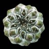 Copiapoa_esmeraldana